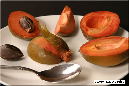 معرفی و راهنمای پرورش درختان میوه - پوتریا ویریدیس